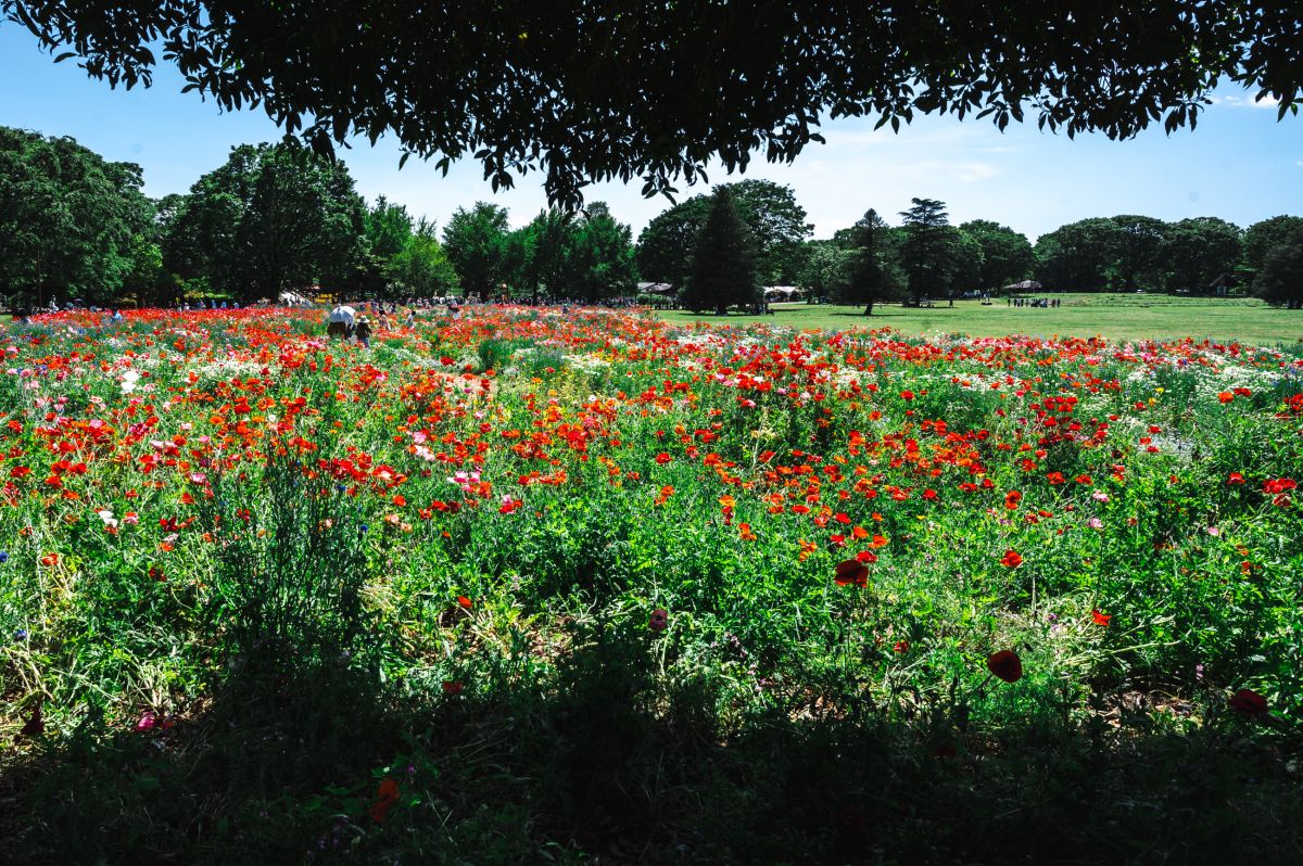 昭和記念公園　ポピー